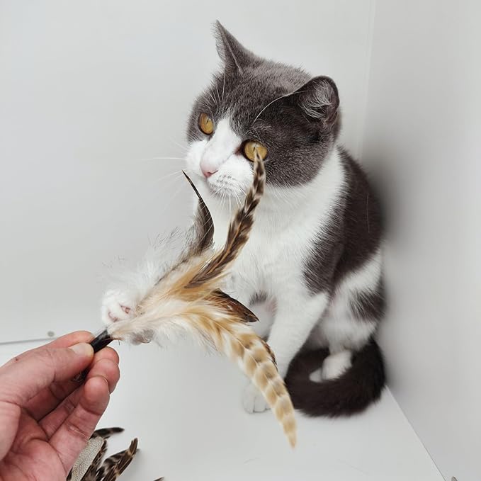 Natural unstained Feathers,8PCS Cat Feather Toys Replacement Cat Toy Wand Refills, Cat Feathers Refill for Indoor Cats,Perfect Wand Attachments
