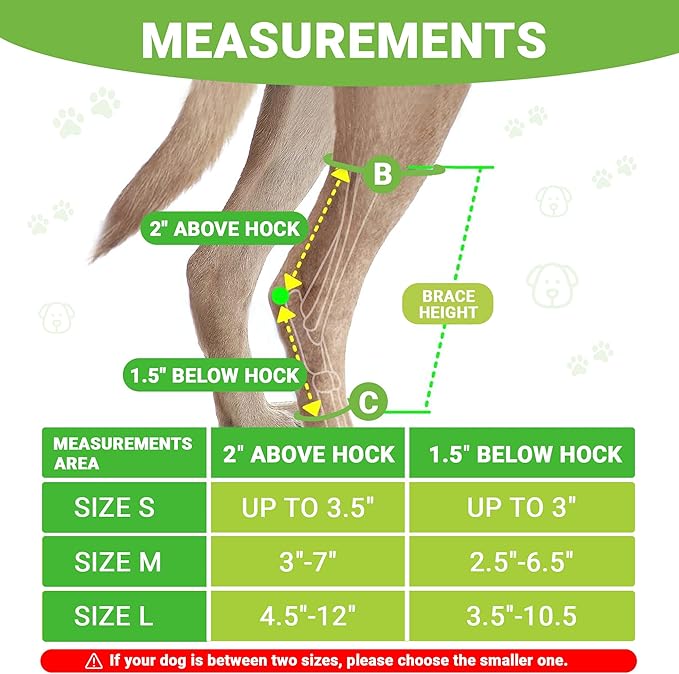 2PCS Dog Braces for Back Leg for Support. Dog Arthritis Brace. Hind Leg Support for Dogs. Leg Brace for Dogs Back Leg. Dog Leg Brace. Dog Back Leg Support Brace. Dog Hock Brace Rear Leg (M)