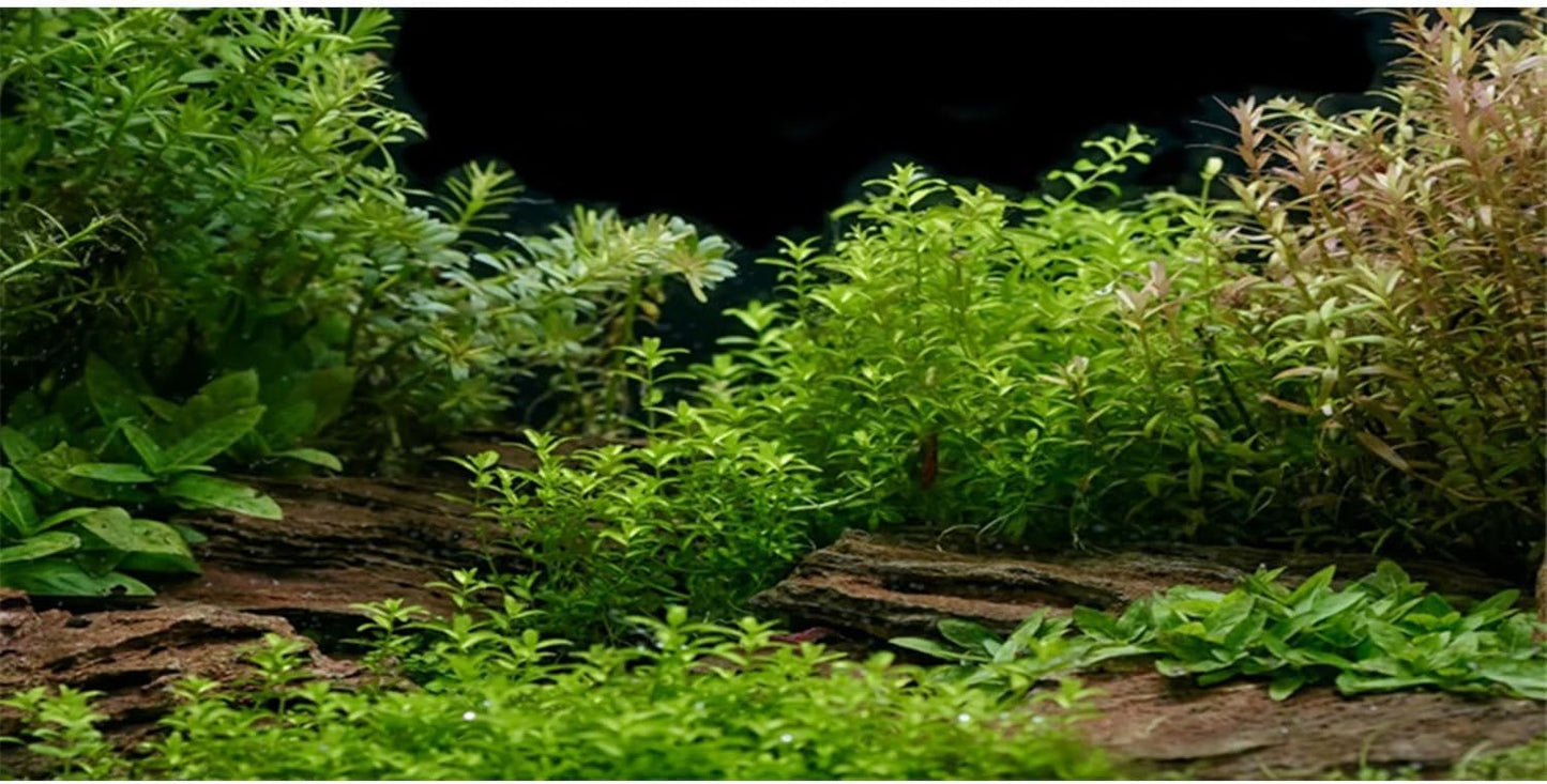AWERT Aquarium Background River Bed & Lake Aquatic Plant Fish Tank Background Vinyl 48x20 inches