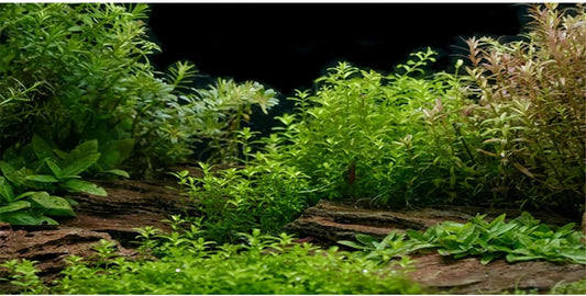 AWERT Aquarium Background River Bed & Lake Aquatic Plant Fish Tank Background Vinyl 36x20 inches