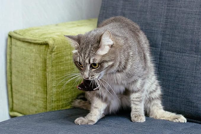 Set of 10 Toy mice 10 Pieces with Bell and Without Plastic Parts Outside (Eyes, Nose) I Soaked in Catnip Cat Toy