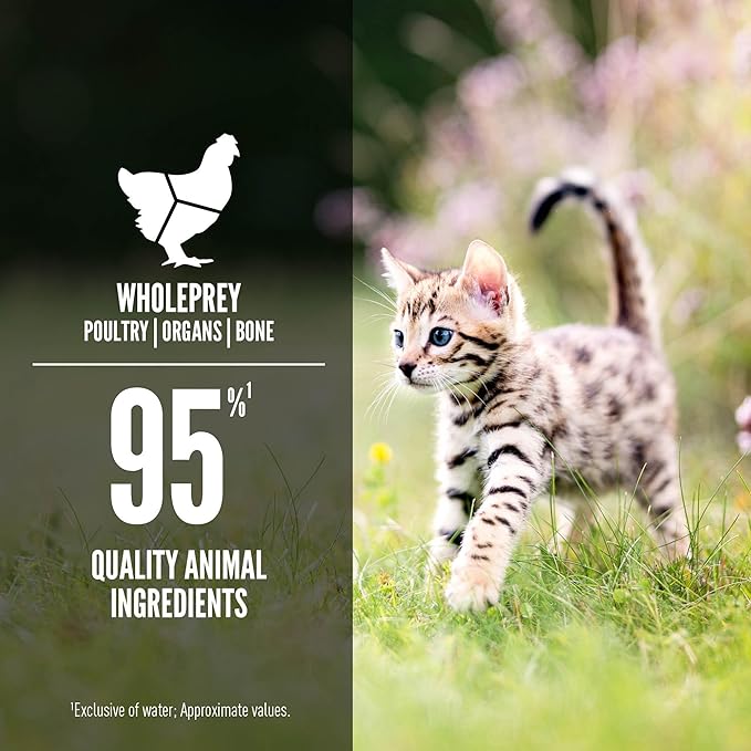 ORIJEN Kitten Chicken and Salmon Entree in Bone Broth Wet Cat Food, WholePrey Ingredients, 3 oz (Case of 24)