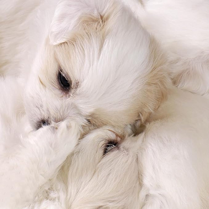 Fluffy Small Dog Cat Bed Mat Rug, Washable Super Soft Plush Faux Fur Warm Area Mat Pad for Indoor Pet Cat Dog Small Sleep Cushion