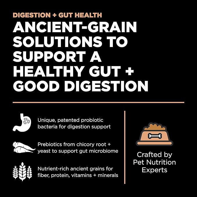 Go! Solutions Digestion + Gut Health, Dry Cat Food, Salmon Recipe with Ancient Grains, 8 lb Bag