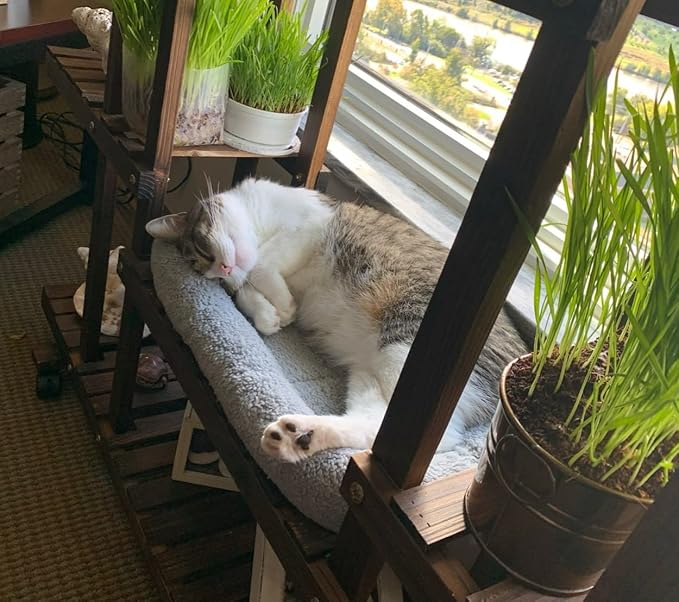 Enjoying Plush Cat Bed Mat 10" x 15" Pet Cushion with Pillow Around for Puppy Curling Sleep Cat Pad for Cat Carrier/Crate Dog Self-Warm Bed, Antiskid Bottom, Small