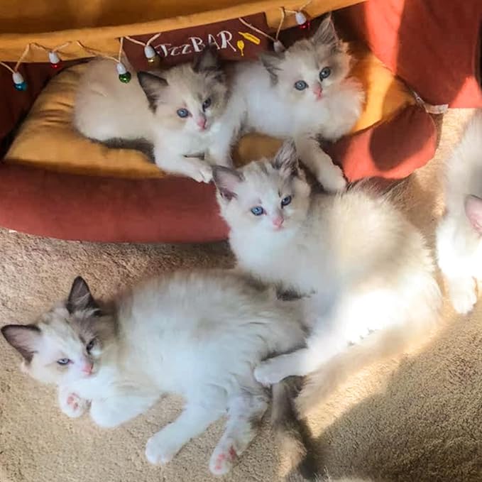 Cat Tunnel Bed, 2-in-1 Cat Tunnel for Indoor Cats Collapsible Cat Tunnel Tubes Toys with Removable Mat for Pet Cats Kittens Puppies Rabbits Bunnies Ferrets (Bar)