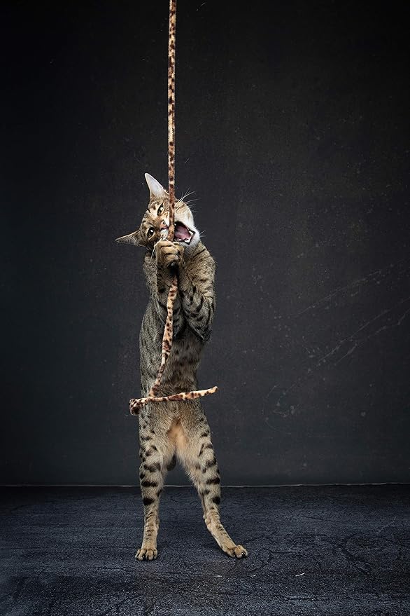 CAT DANCER Jungle Cat Wand (Pack of 2), Charmer Interactive Cat Toy, Safe Teaser Wand for Indoor Cats & Kittens, Flexible Exercise Toy Made of Multicolor Fabric Ribbon, For Medium Breeds