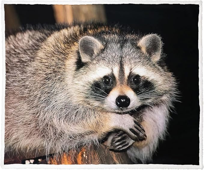 Raccoon Sherpa Blanket, Animal Print Fleece Throw Blankets for Couch Sofa Bed, Super Soft Warm and Lightweight, 60" x 80"