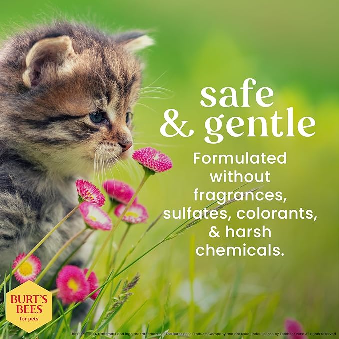 Burt's Bees for Pets Tearless Kitten Shampoo with Buttermilk, 2pk, 99.3% Natural Origin Formulas, Pet Shampoo for Cats, Gentle Cat Shampoo, Cat Shampoo for Itchy Skin, 2pk, 10 oz