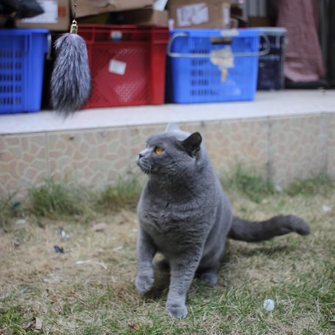 Fosrion Real Raccoon Tail Fur Cat Bites Toy with Three Section Retractable Carbon Fiber Rod (Fox Fur Piece, Tail & Fishing Rod)