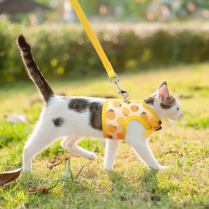 BINGPET Cat Harness with Leash Escape Proof - Fashionable Mesh Cat Dog Walking Harness Leads, Adjustable for Kitties Puppies Small Animals,Orange,S