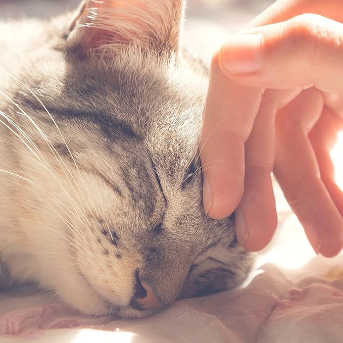 Cat House - Indoor Bed with Removable Foam Cushion - Pet Tent for Puppies, Rabbits, Guinea Pigs, Hedgehogs, and Other Small Animals by PETMAKER (Blue)