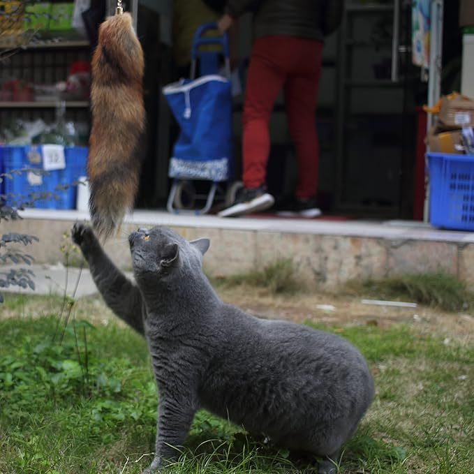 Fosrion Real Raccoon Tail Fur Cat Bites Toy with Three Section Retractable Carbon Fiber Rod (Sunny Fox, Only Tail)