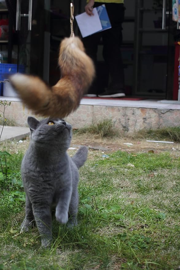 Fosrion Real Raccoon Tail Fur Cat Bites Toy with Three Section Retractable Carbon Fiber Rod (Sunny Fox, Only Tail)