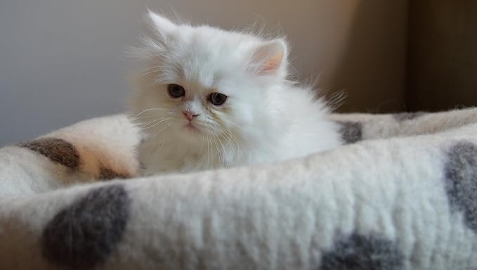 Cat Cave Bed - Gray White Handmade Felted Wool, Large Covered Cozy Cocoon, Indoor Hideaway Igloo House, Also Perfect Kitten Gift, by Earthtone Solutions (Cozy Pueblo)