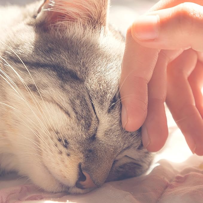 Cat House - Indoor Cat Bed with Removable Foam Cushion - Pet Tent for Kittens, Rabbits, Guinea Pigs, and Other Small Animals by PETMAKER (Brown)