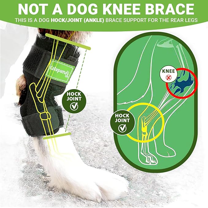 2PCS Dog Braces for Back Leg for Support. Dog Arthritis Brace. Hind Leg Support for Dogs. Leg Brace for Dogs Back Leg. Dog Leg Brace. Dog Back Leg Support Brace. Dog Hock Brace Rear Leg (L)