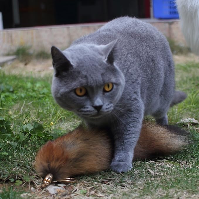 Fosrion Real Raccoon Tail Fur Cat Bites Toy with Three Section Retractable Carbon Fiber Rod (Sunny Fox, Only Tail)