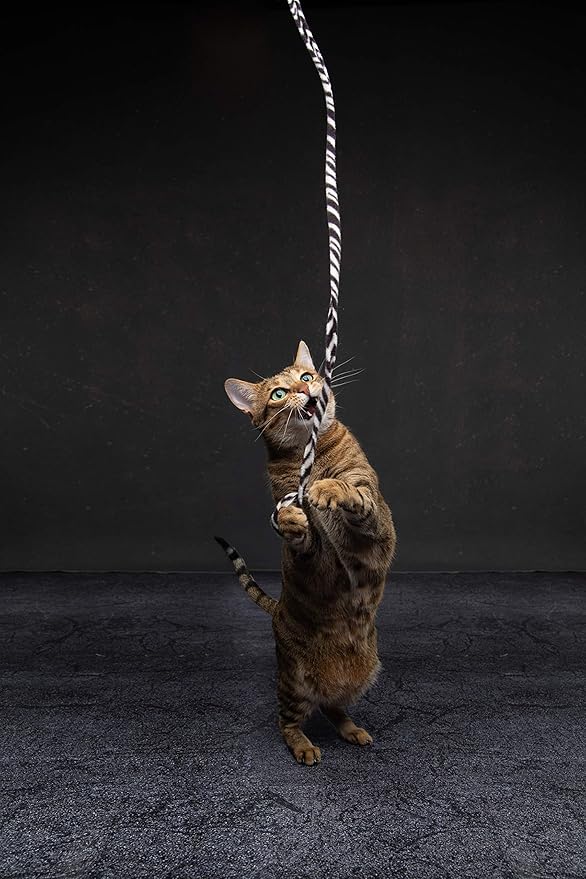CAT DANCER Jungle Cat Wand (Pack of 2), Charmer Interactive Cat Toy, Safe Teaser Wand for Indoor Cats & Kittens, Flexible Exercise Toy Made of Multicolor Fabric Ribbon, For Medium Breeds