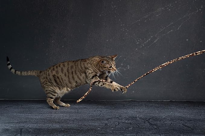 CAT DANCER Jungle Cat Wand (Pack of 2), Charmer Interactive Cat Toy, Safe Teaser Wand for Indoor Cats & Kittens, Flexible Exercise Toy Made of Multicolor Fabric Ribbon, For Medium Breeds